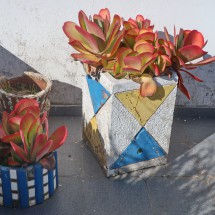 Succulents in the little mountain village Ameixial